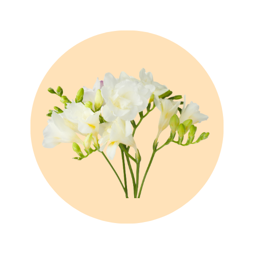 LUMIÈRE luxury oil perfume — SOMI AURA