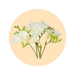 LUMIÈRE luxury oil perfume — SOMI AURA