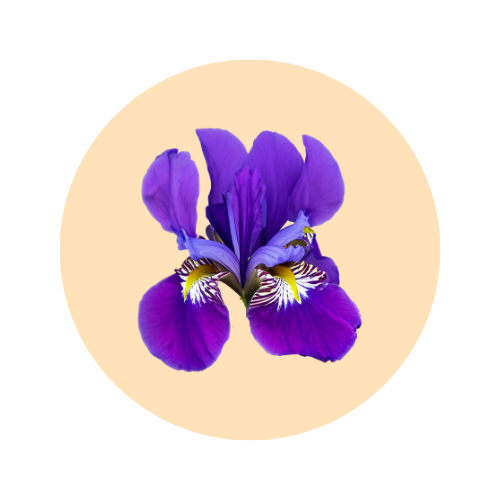 Iris fragrance note — used in SOMI AURA IRIS and LUMIÈRE