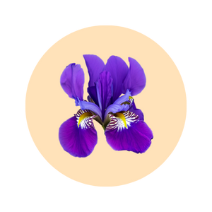 Iris fragrance note — used in SOMI AURA IRIS and LUMIÈRE