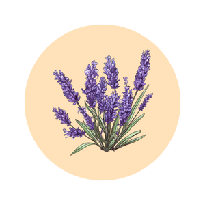 Lavender fragrance note — used in SOMI AURA AL-HARAM