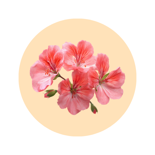 Geranium fragrance note — used in SOMI AURA IRIS and AL-HARAM