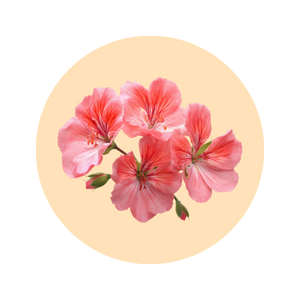 Geranium fragrance note — used in SOMI AURA IRIS and AL-HARAM