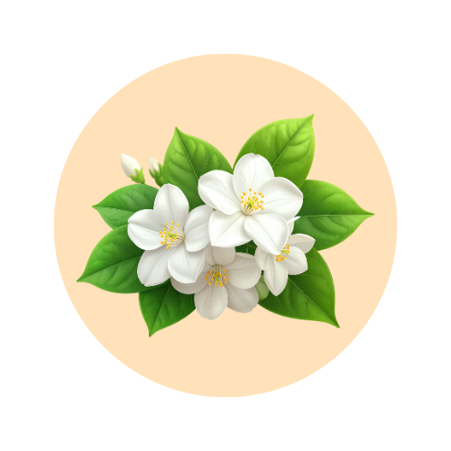 Jasmine fragrance note — used in SOMI AURA VELOURA and LUMIÈRE