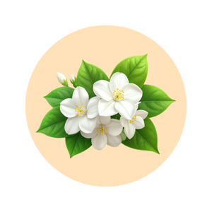 Jasmine fragrance note — used in SOMI AURA VELOURA and LUMIÈRE