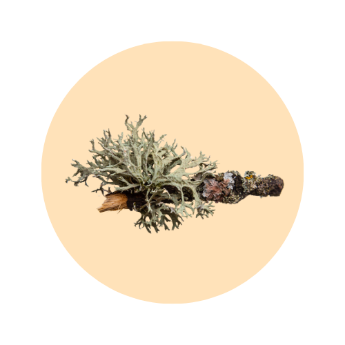 Oakmoss fragrance note — used in SOMI AURA RÀVON and AL-HARAM