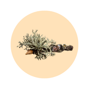Oakmoss fragrance note — used in SOMI AURA RÀVON and AL-HARAM