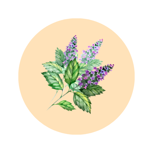 Patchouli fragrance note — used in SOMI AURA VELOURA and DESIRE