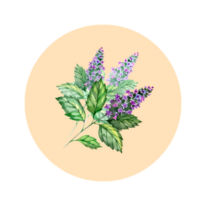 Patchouli fragrance note — used in SOMI AURA VELOURA and DESIRE