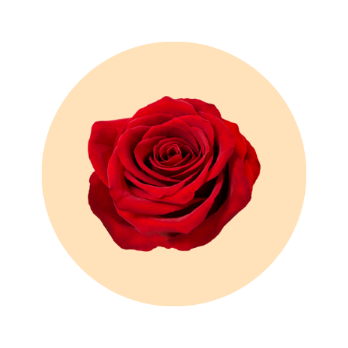 Rose petal fragrance note — used in SOMI AURA LUMIÈRE and IRIS