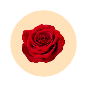 Rose petal fragrance note — used in SOMI AURA LUMIÈRE and IRIS