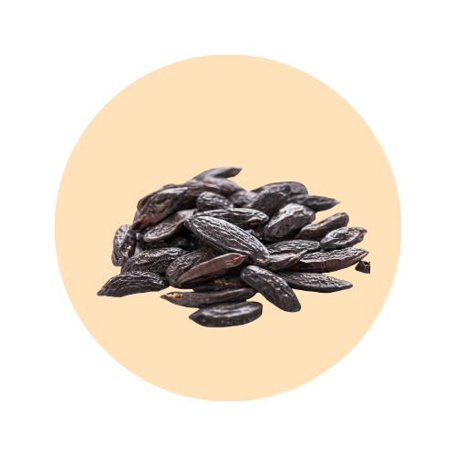 Tonka bean fragrance note — used in SOMI AURA DESIRE