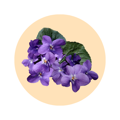 Violet leaf fragrance note — used in SOMI AURA IRIS