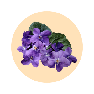Violet leaf fragrance note — used in SOMI AURA IRIS